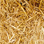 آقای رفسنجانی، آقای خاتمی، بیهوده تلاش نکنید چون رژیم ولایت فقیه دربسترمرگ است